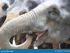 Image result for Elephant Smile Pic Smiling And