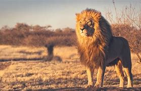 Image result for Lion HD 1080P