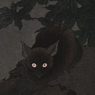 Image result for Black Cat at Night