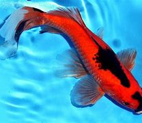 Image result for Ikan Komet