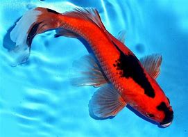 Image result for ikan komet biru