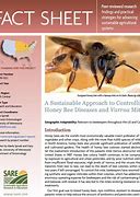 Image result for Bee Mites