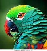 Image result for Parrot Bands