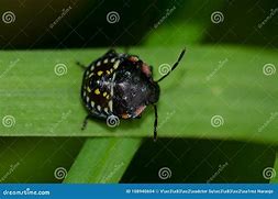 Image result for Southern Green Stink Bug