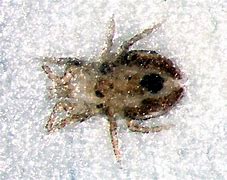 Image result for Bird Nest Mites