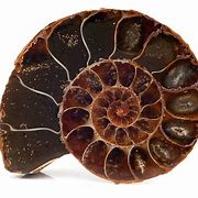 Image result for Ammonite Spiral