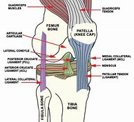 Image result for Knee Bone Labled