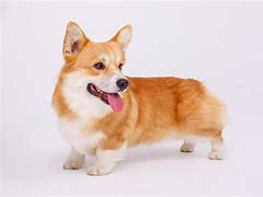 Image result for Corgi Adult Dog