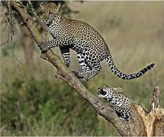 Image result for Leopard Cubs Playing