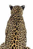 Image result for Back of a Leopard