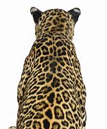 Image result for Leopard Back Bady