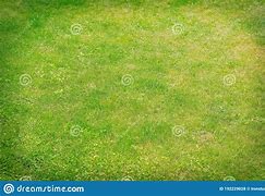 Image result for Bright Green Grass in Lawn