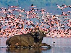 Image result for Lake Nakuru Park