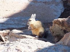 Image result for Animaru Viscacha