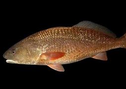 Image result for Red Drum