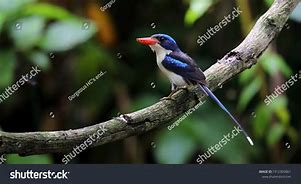 Image result for Paradise Kingfisher