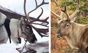 Image result for Caribou Reindeer Herds