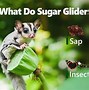 Image result for What Does Sugar Glider Eat