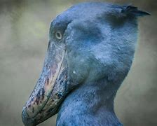 Image result for Image of Shoebill