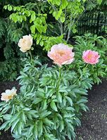 Image result for Tecumseh Peony