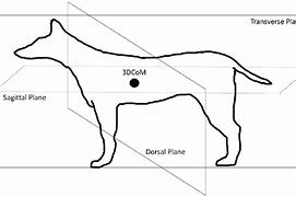 Image result for Dorsal Animal