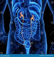 Image result for Ureter Graphics