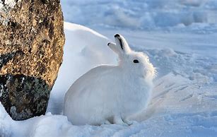 Image result for Picture of Hare Animal