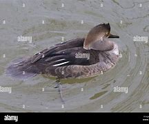 Image result for Immature Male Hooded Merganser