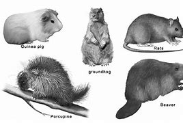 Image result for North American Rodents List