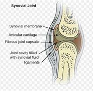 Image result for What Is Synovial Membrane