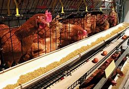 Image result for Chicken Poultry