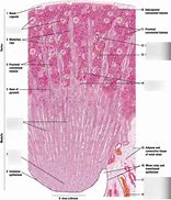 Image result for Renal Medulla Pyramid