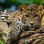 Image result for Jaguar Panthera