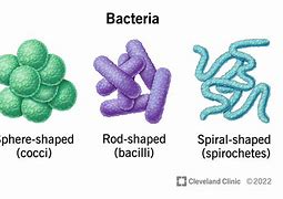 Image result for Common Bacteria