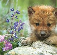 Image result for Brown Wolf Dog