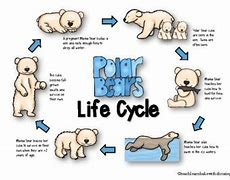 Image result for Polar Bear Life Cycle