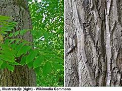 Image result for Walnut Tree ID