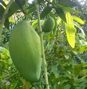 Image result for Mangga Mana Lagi Situbondo