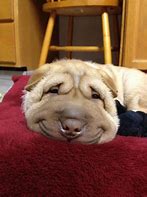 Image result for Smiling Dog No Chair