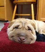 Image result for Smile Dog Cute