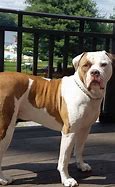 Image result for Scott American Bulldog Puppies