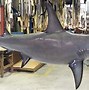 Image result for Shark Mount