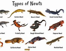 Image result for White Newt