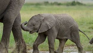 Image result for Baby Elephant Facts