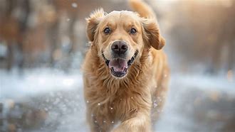 Image result for Dog Breeds Ai