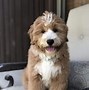 Image result for Brown and White Goldendoodle