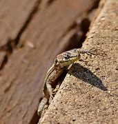 Image result for Flat Lizard Animal Species