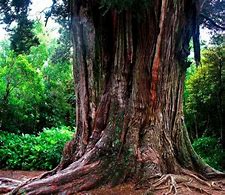 Image result for Totara Tree