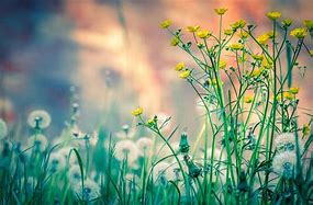 Image result for Aesthetic Dandelion Desktop Wallpaper