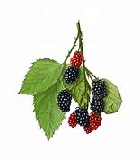 Image result for Free Clip Art Blackberries